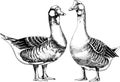 Monochrome hand drawn black and white gooses illustration